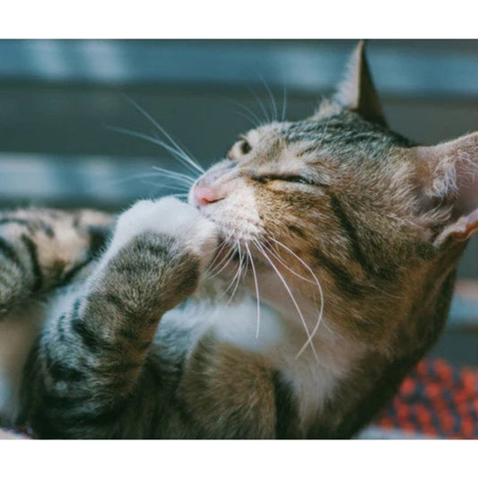 Is Sea Salt Rinse Safe for Dogs? Vet-Approved Guide